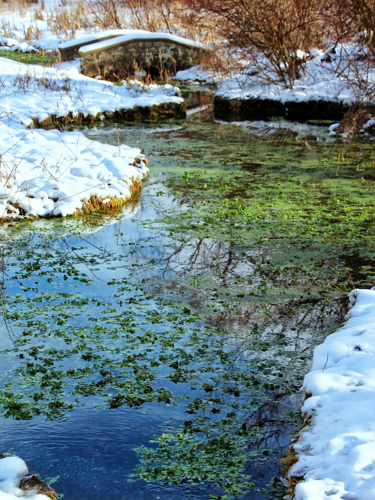 In search of color during a long winter, this natural spring offered a sanctuary of color.