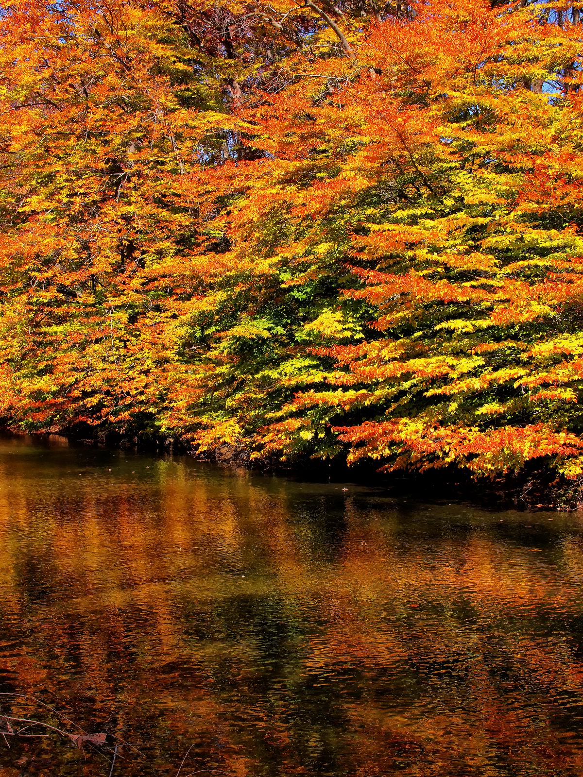 Beech trees along the Little Lehigh Creek glow in harmony with the passing current.