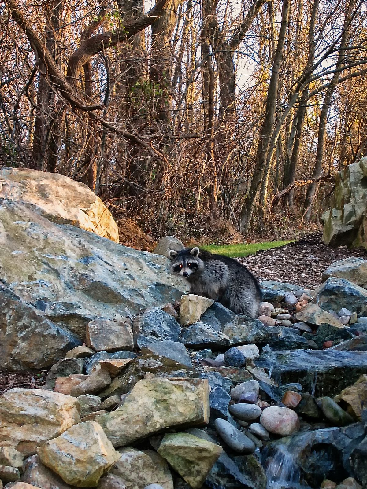 A raccoon appeared minutes after completion of this landscape waterfall.