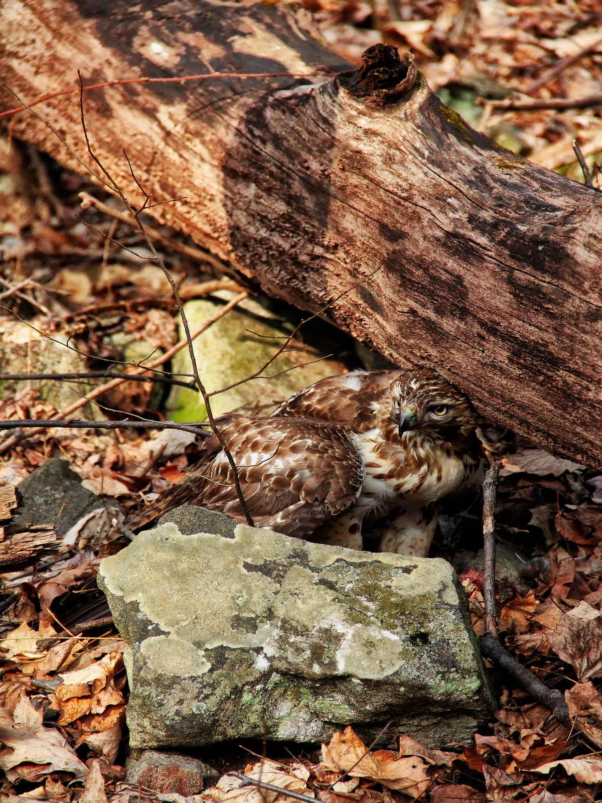 The Red Tail Hawk used all its surroundings to camouflage his intentions.
