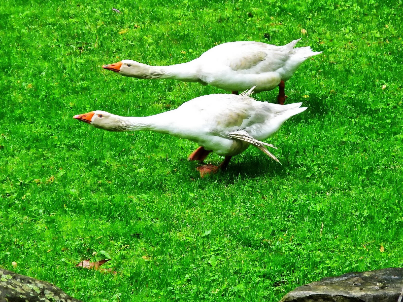 Two local geese issue warnings to all new arrivals at the neighbors house.