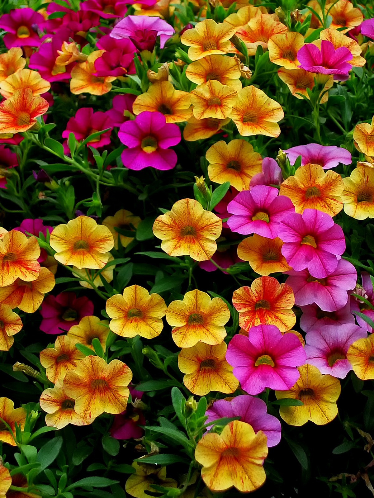 A million bell petunias burst from there basket looking for admirers.