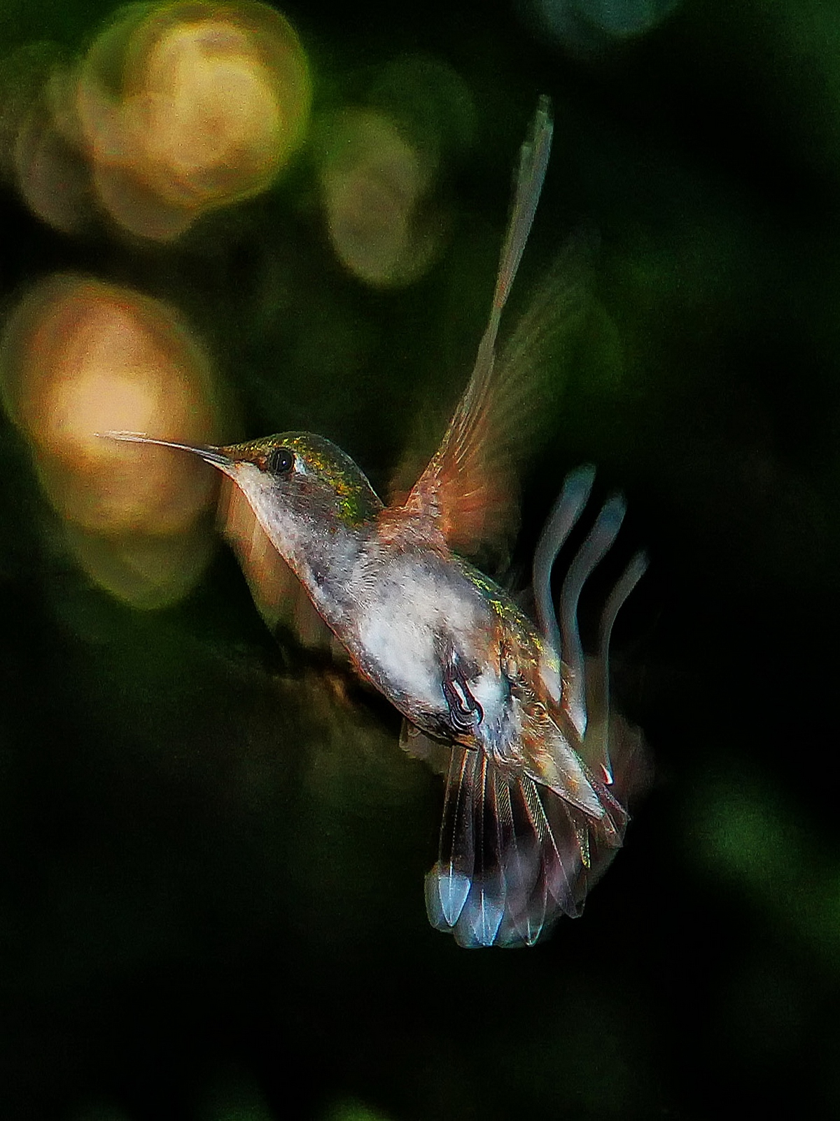 The lifespan of a hummingbird can last over 12 years.
