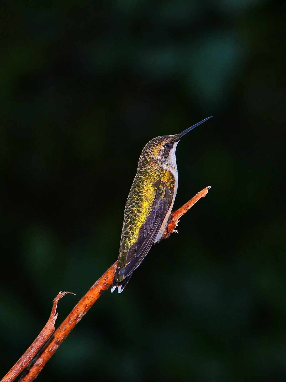 This beautiful Ruby Throated Hummingbird allowed me to quietly approach after its early morning drink.