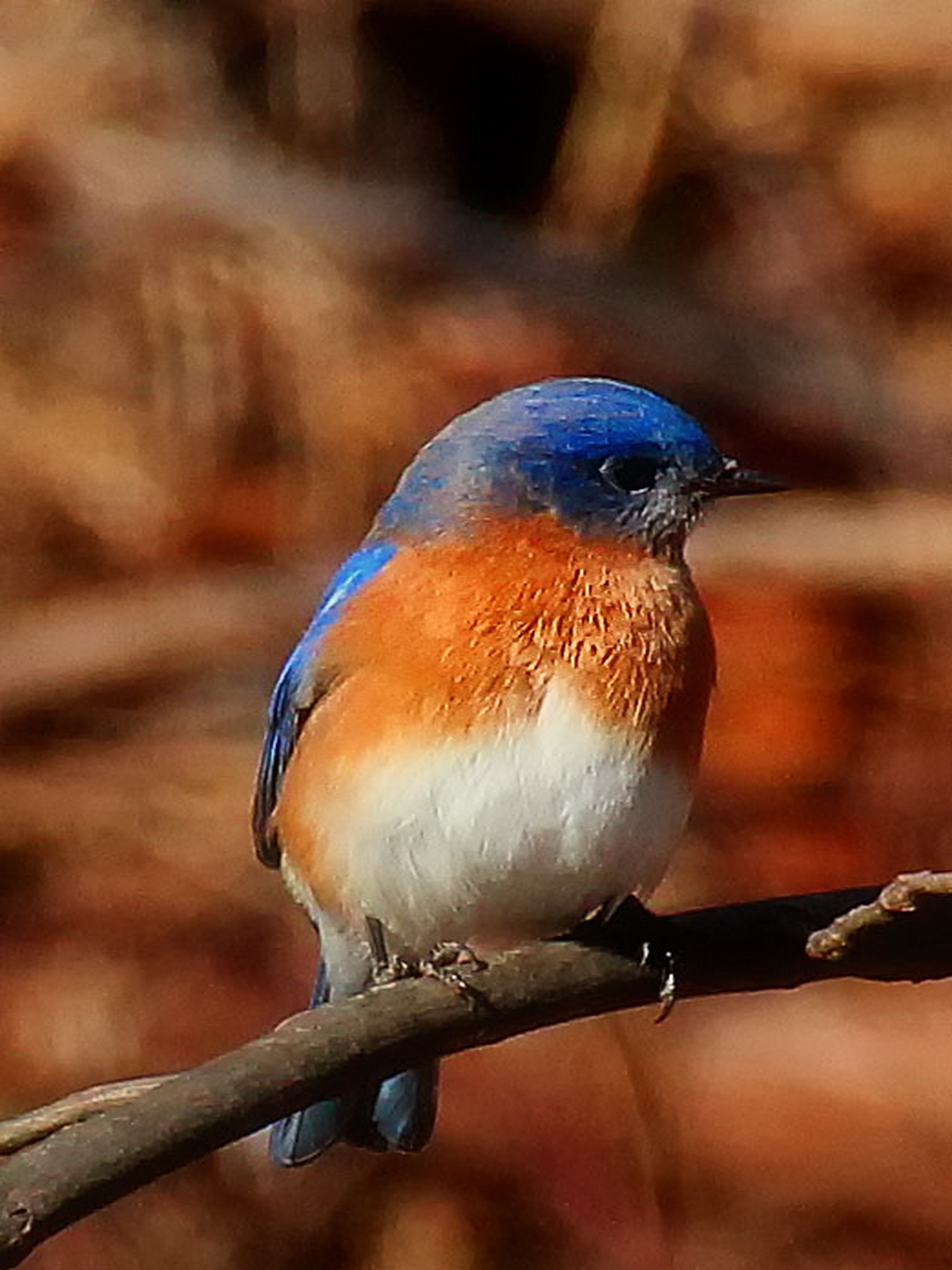 The Bluebird remains alert keeping one eye on his friends as they feed on berries.