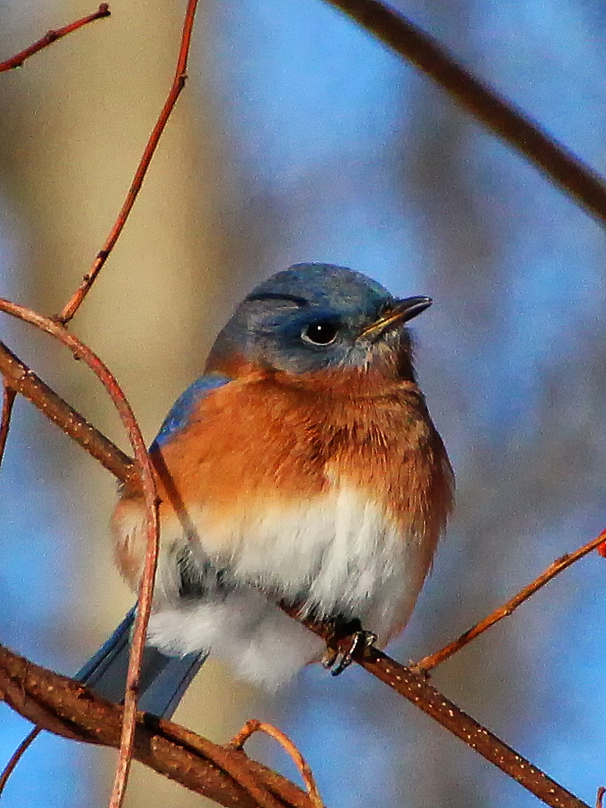 In the cold month of January the Bluebirds arrived to feast on berries in the woods.