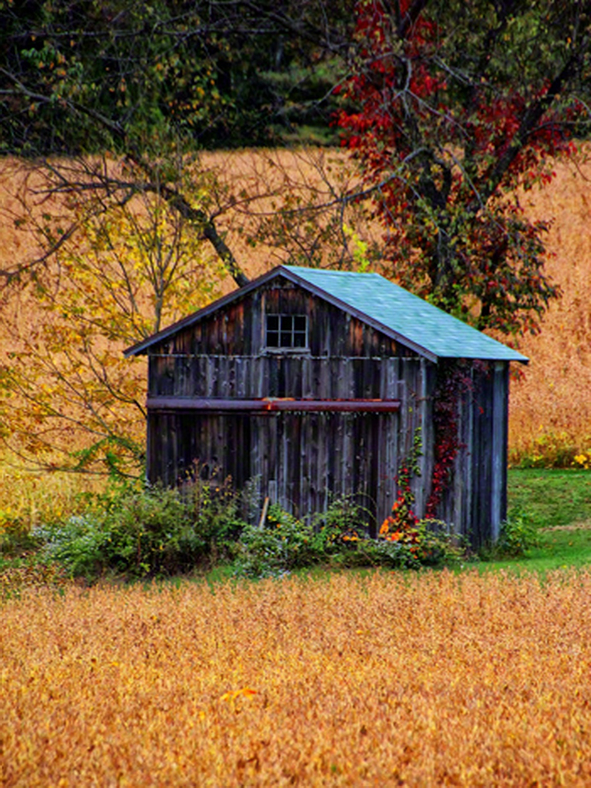 What once was a simple chicken coop is now an important part of a disappearing landscape.