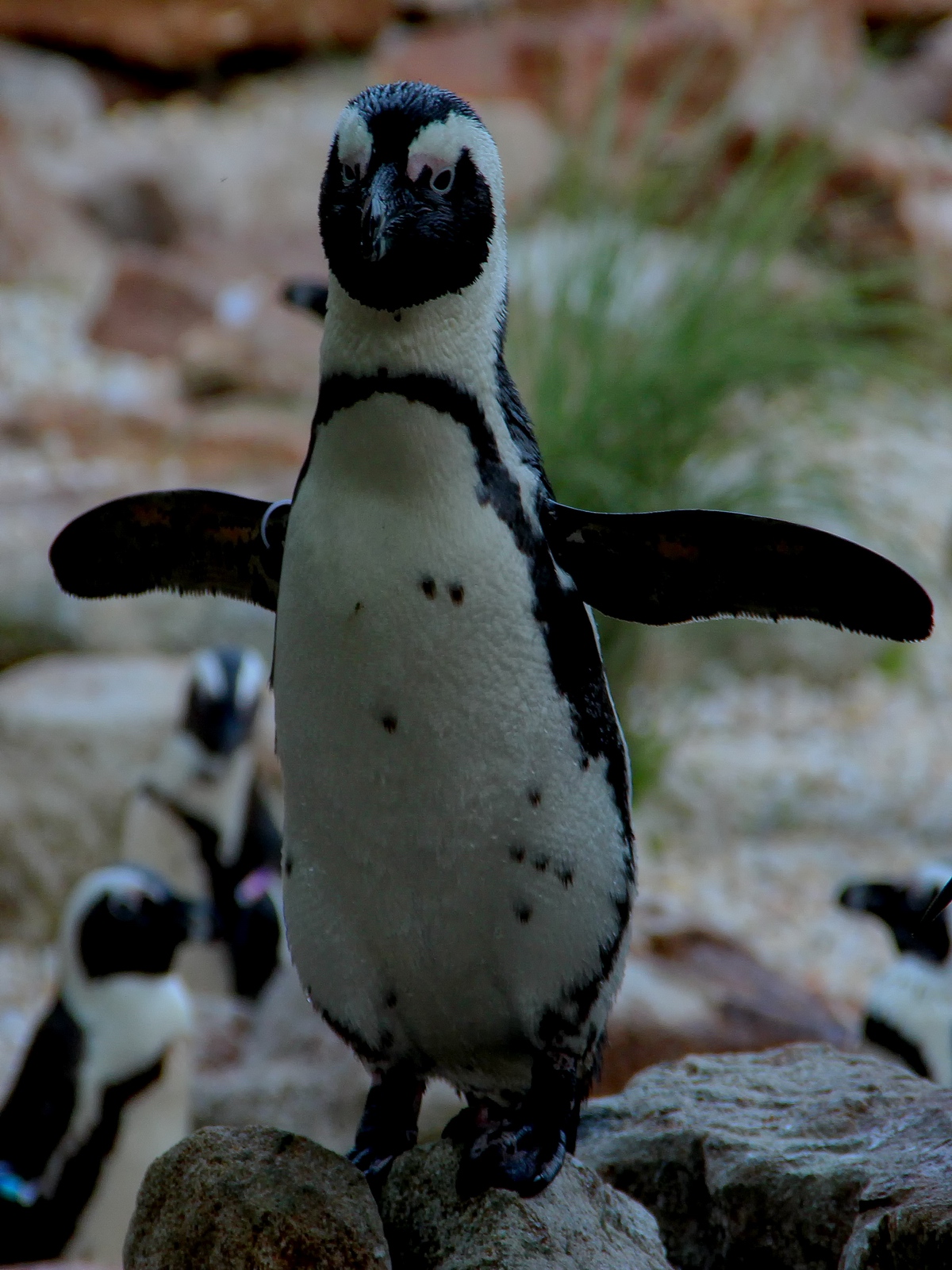 Lehigh Valley Zoo penquins offering hugs to all onlookers.