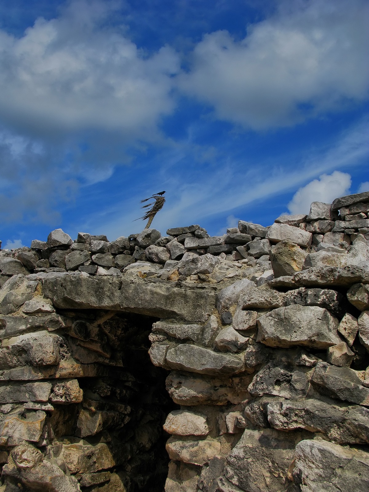 The black bird sits on a wind swept tree watching over the Great Wall.