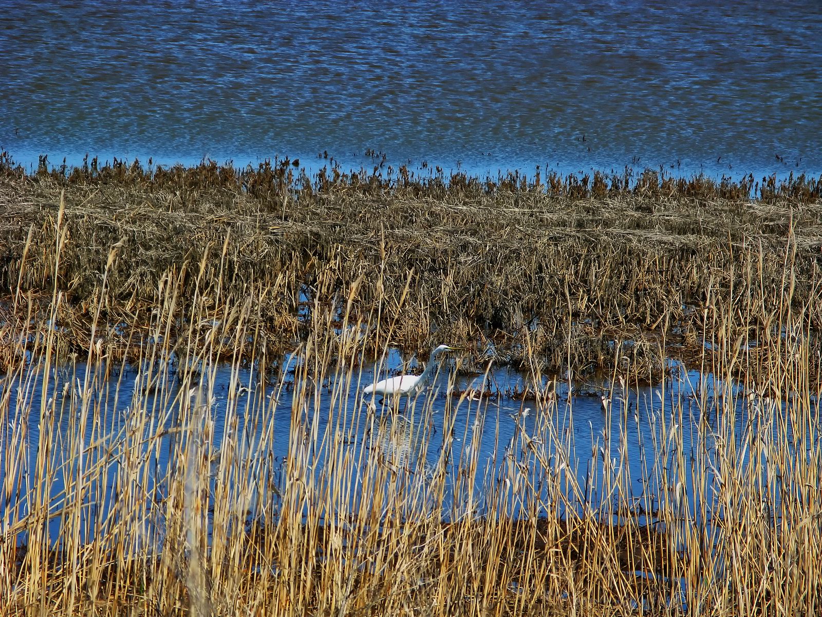 The Great Egret hunts slowly at the Edwin B Forsythe National Wildlife Refuge.