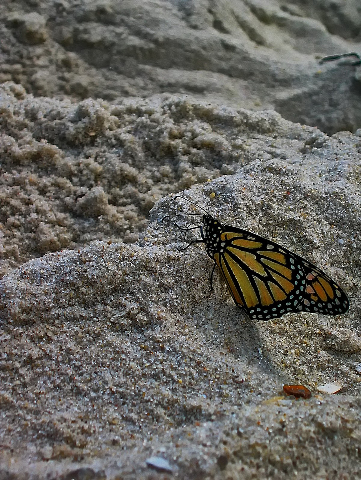 This butterfly flew miles and climbed great dunes for a view of the ocean.