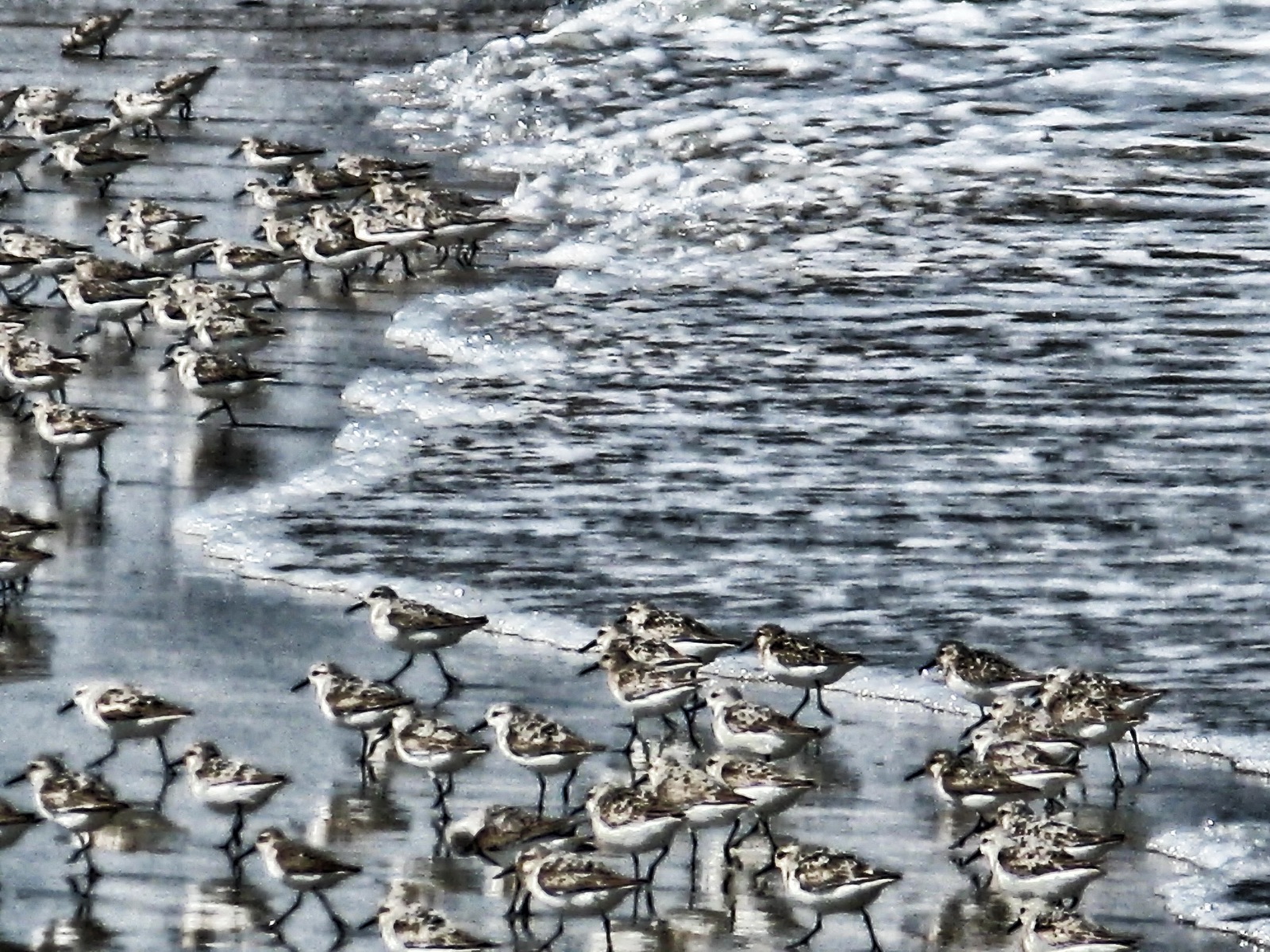 Shorebirds scatter on every wave searching for food.