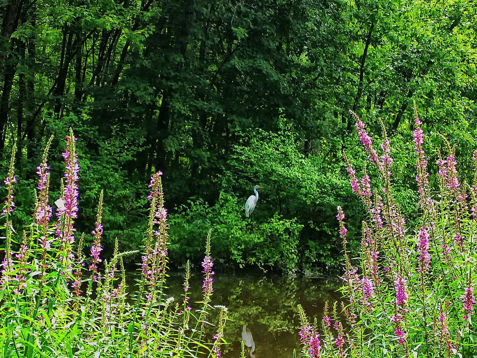 The Great Egret quietly spies for movement in the water.