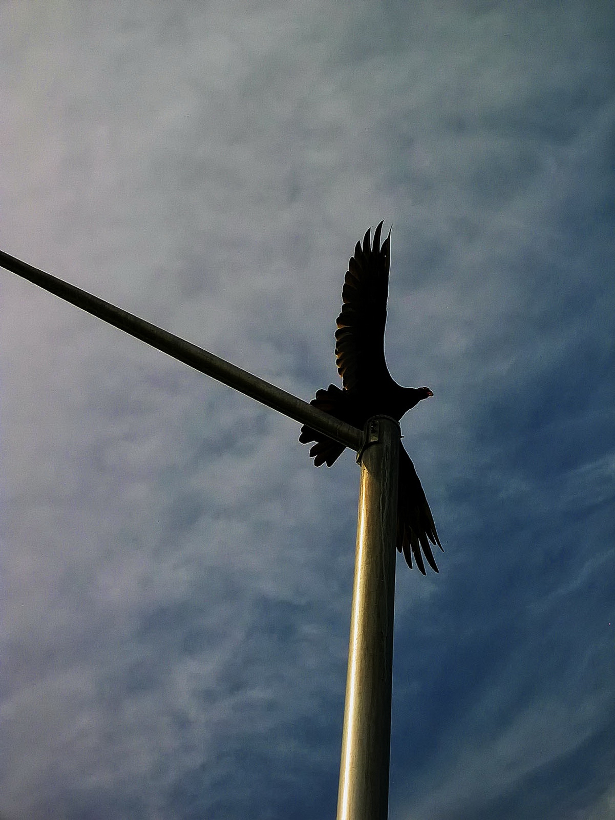 The Turkey Vulture launches to the East in search of fresh kill.