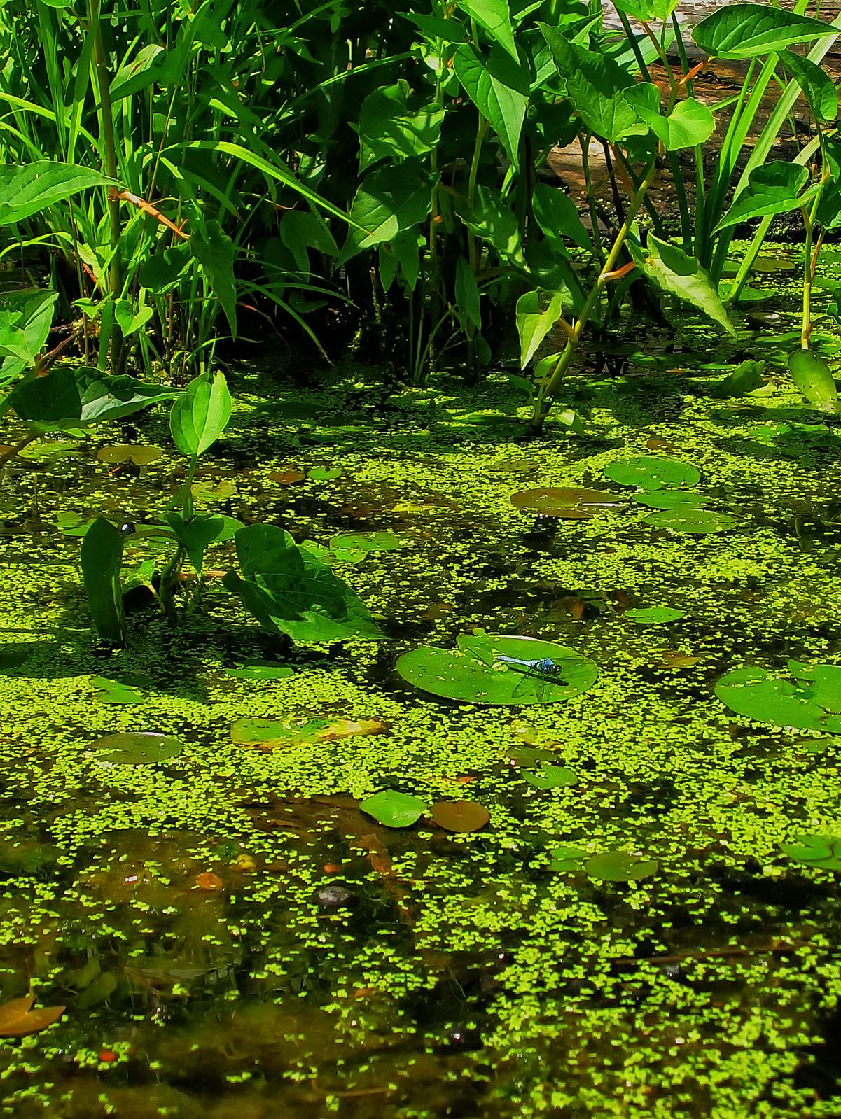 Lilypads become places for Dragonflies to launch into flight.