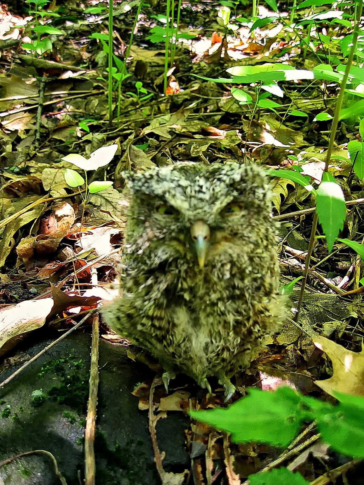 This baby Screech Owl was the first natural encounter and image taken by Don Hutchinson.