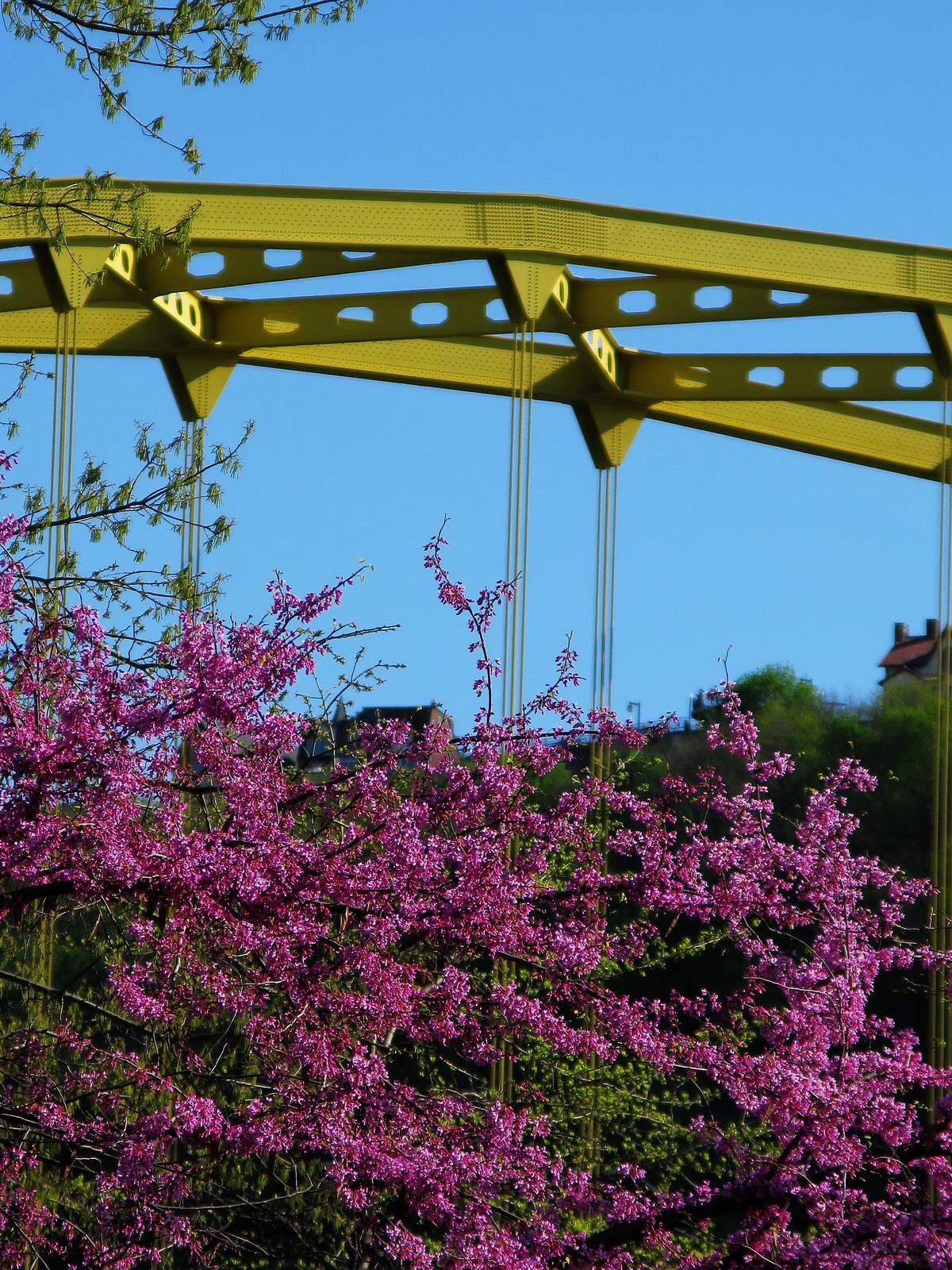 With Mt.Washington in the background, the Fort Pitt Bridge adds more color to the flowering trees in Point State Park.