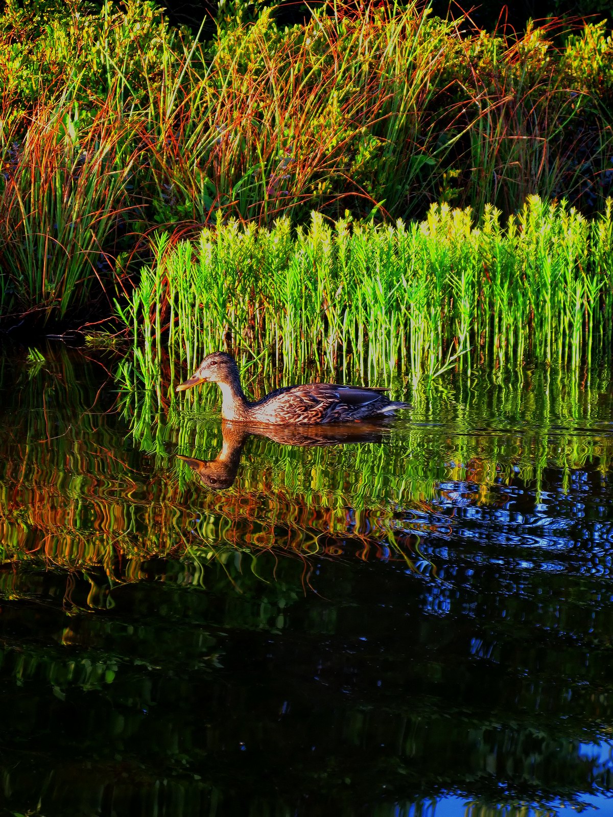 Eager for breakfast this duck swam by the boat for its favorite fishing spot.