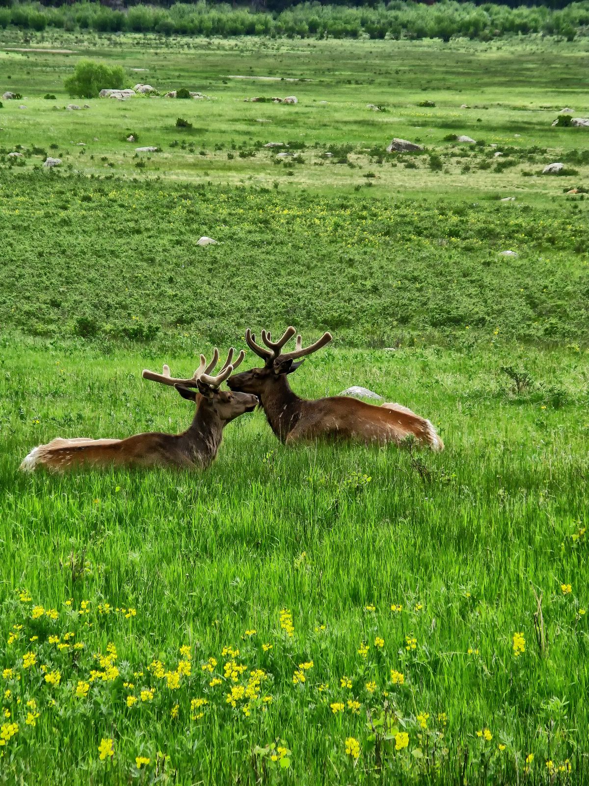 A local Elk couple share some moments together in Hidden Valley.