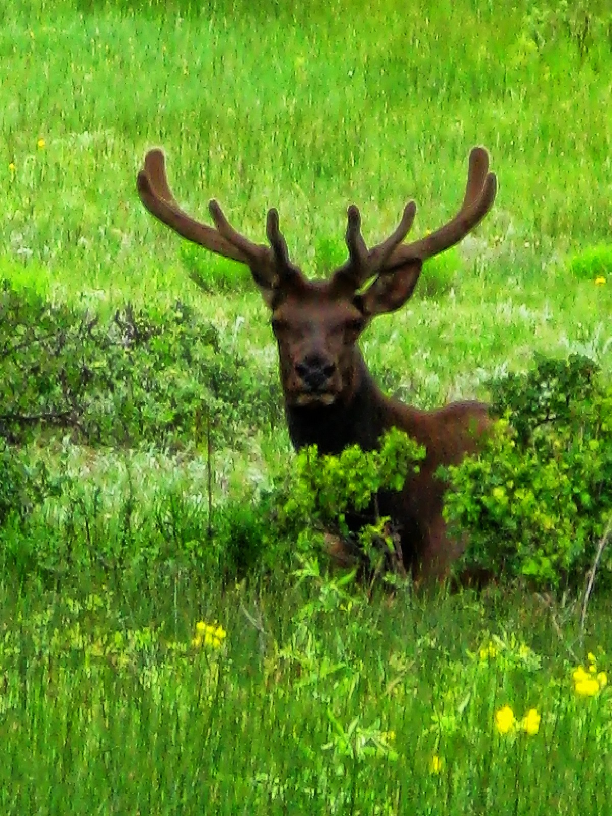 This large male Elk was showing off its rack to remind everybody of his  close proximity.