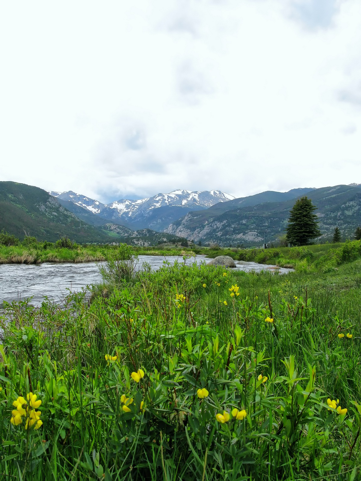 Water melting from the high altitude glaciers quickly flows past the blooming wildflowers.