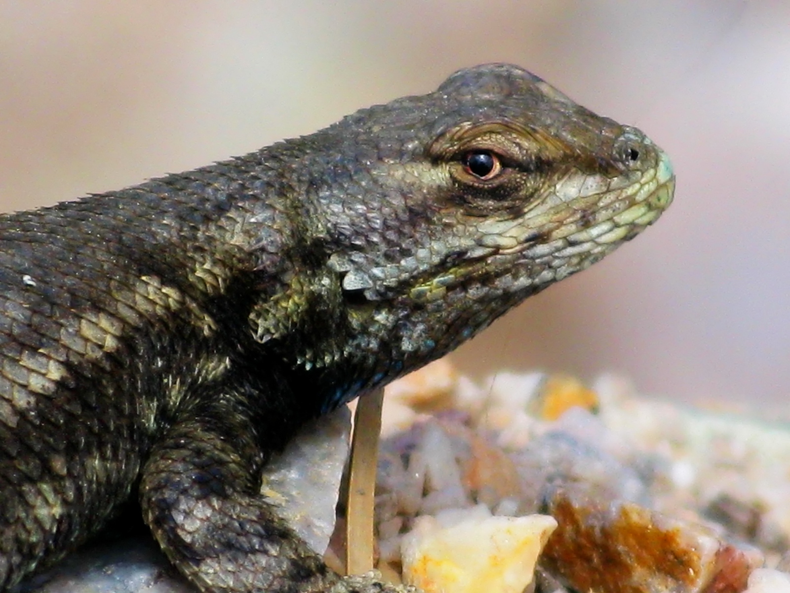 When this lizard was found, he was hanging to the mountains crystal edge.