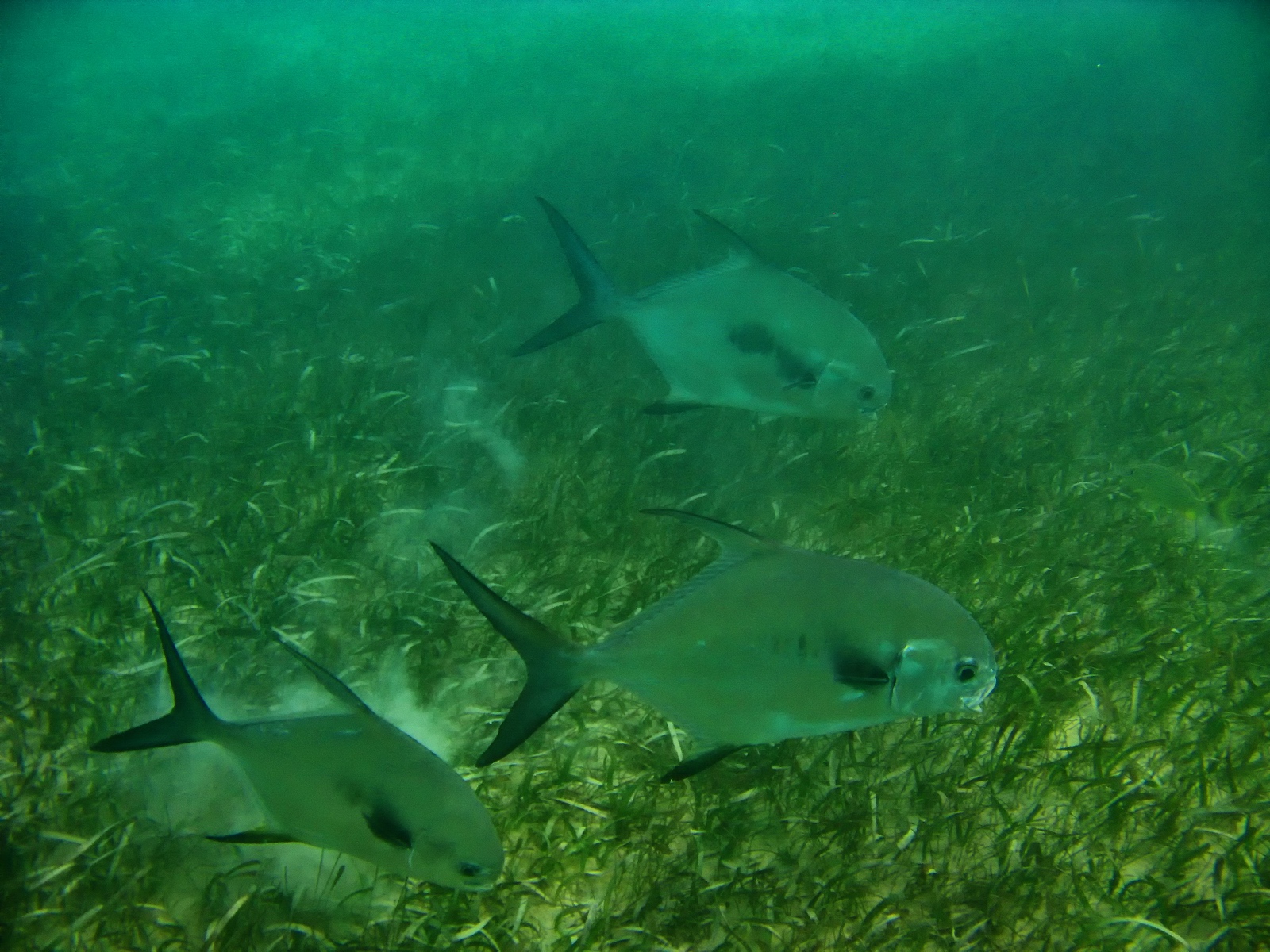 The Permit is a fish much like the Angelfish reaching the size of a dinner plate.