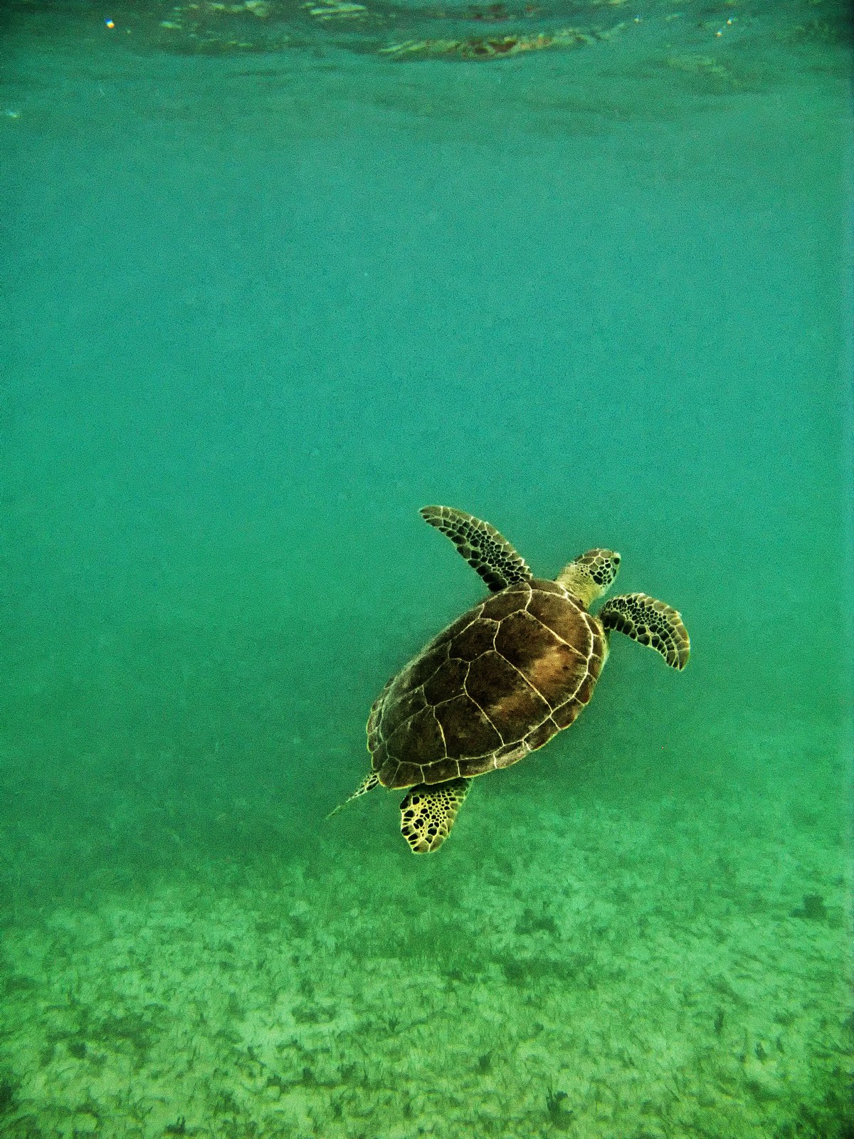 This little guy spotted us, and swam towards the waters surface.