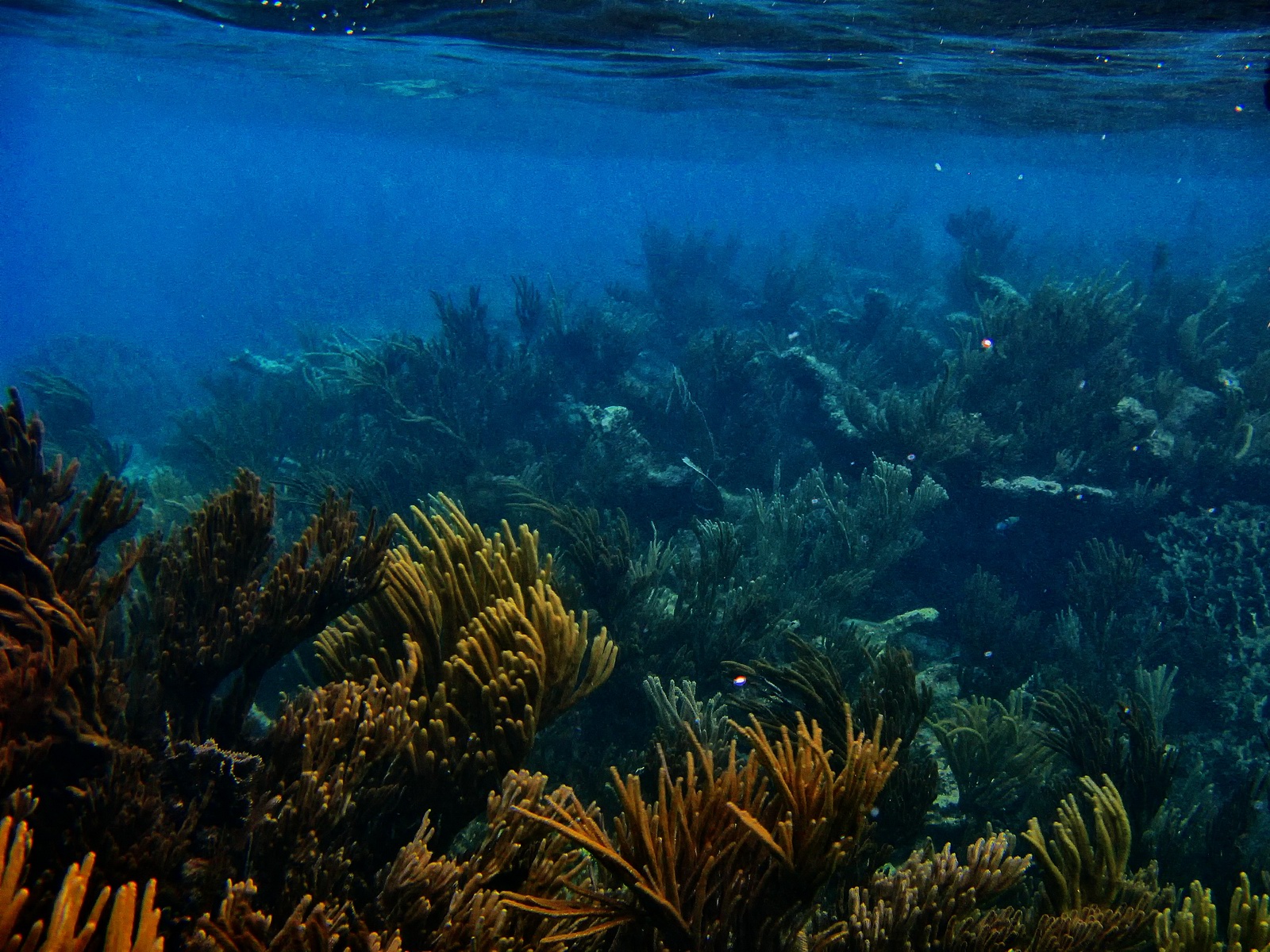 Below the ruins of Tulum lies a vast underwater garden of sea plants and wreckage.