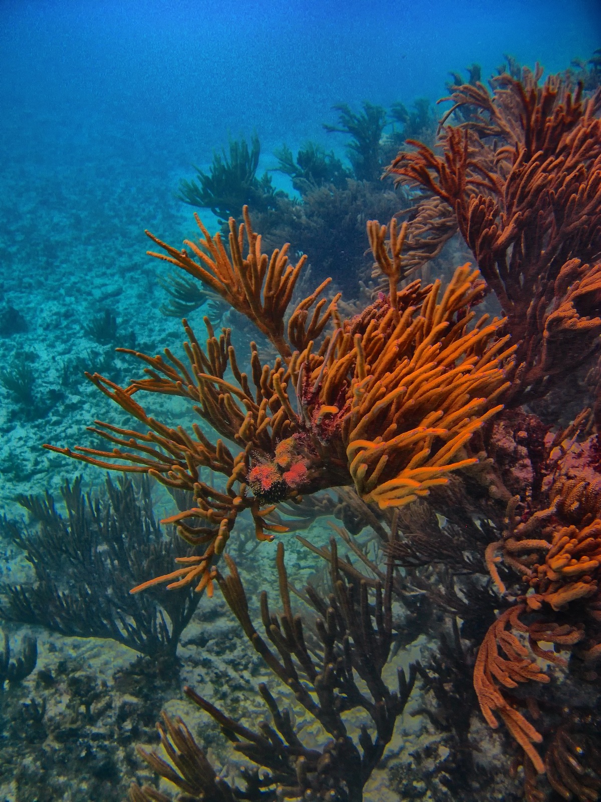 Sea rod sways to the wind and current of the Caribbean Sea.