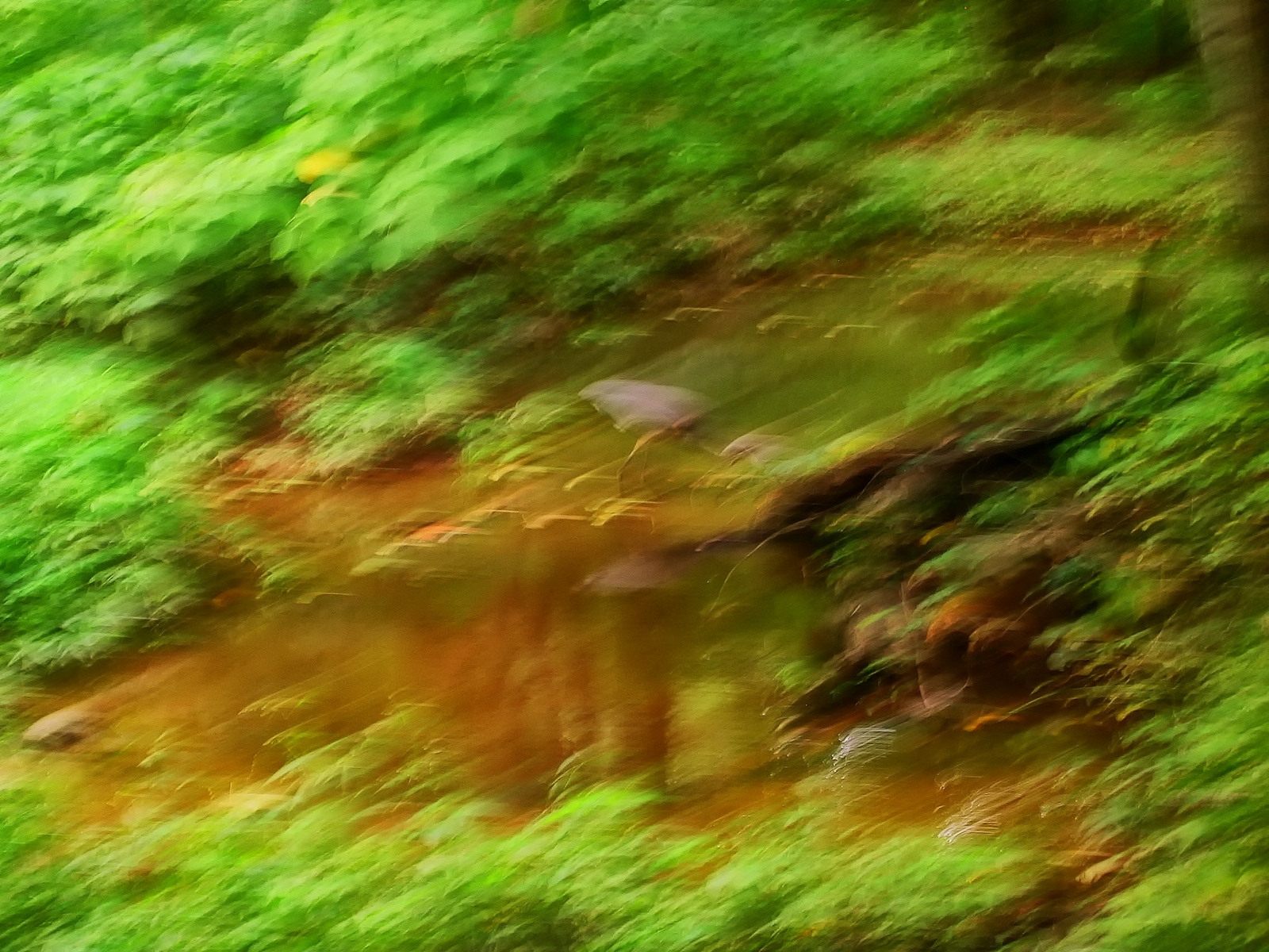 In a series of photos taken of the Blue Heron, this image had a very different quality.