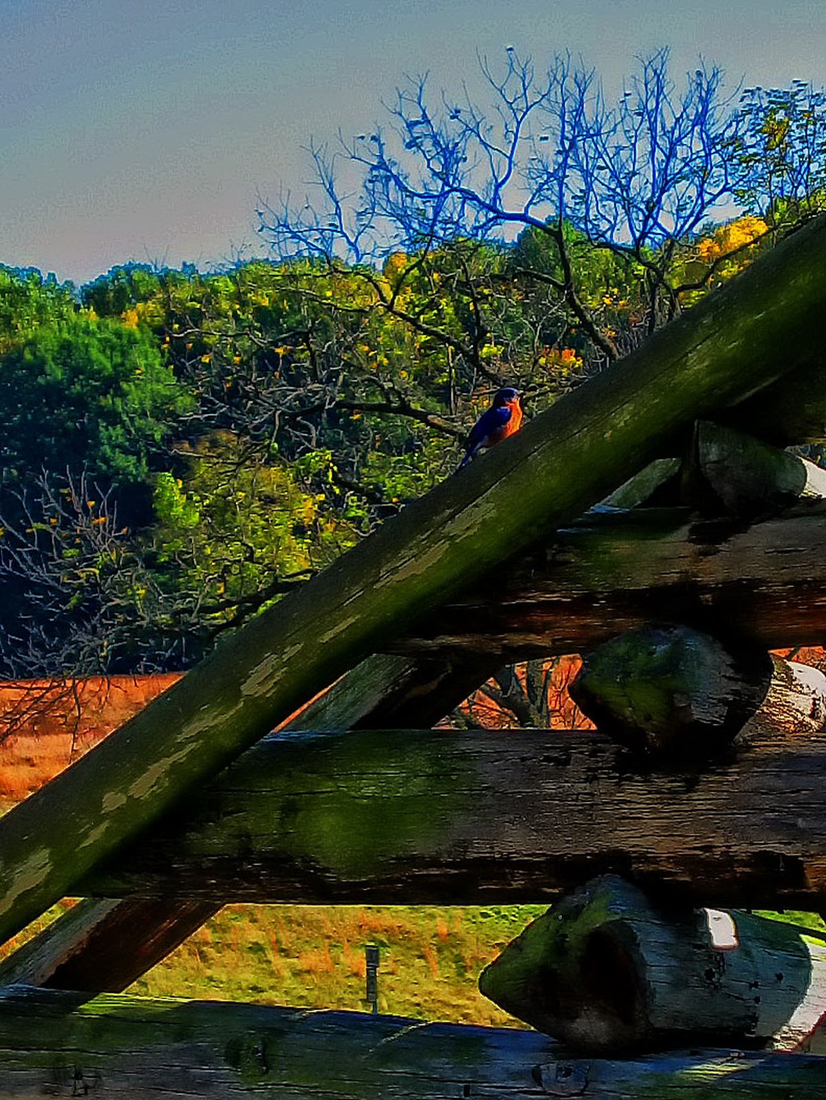 A bluebird takes a moment to rest on one of the officers cabins.